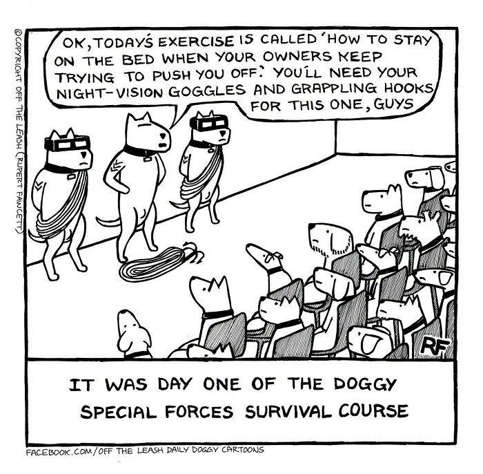 Dog cartoons by Rupert Fawcett depicting dogs training for special forces to stay on the bed.