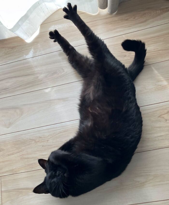 A funny black cat stretching its back legs while lying on a light wood floor.