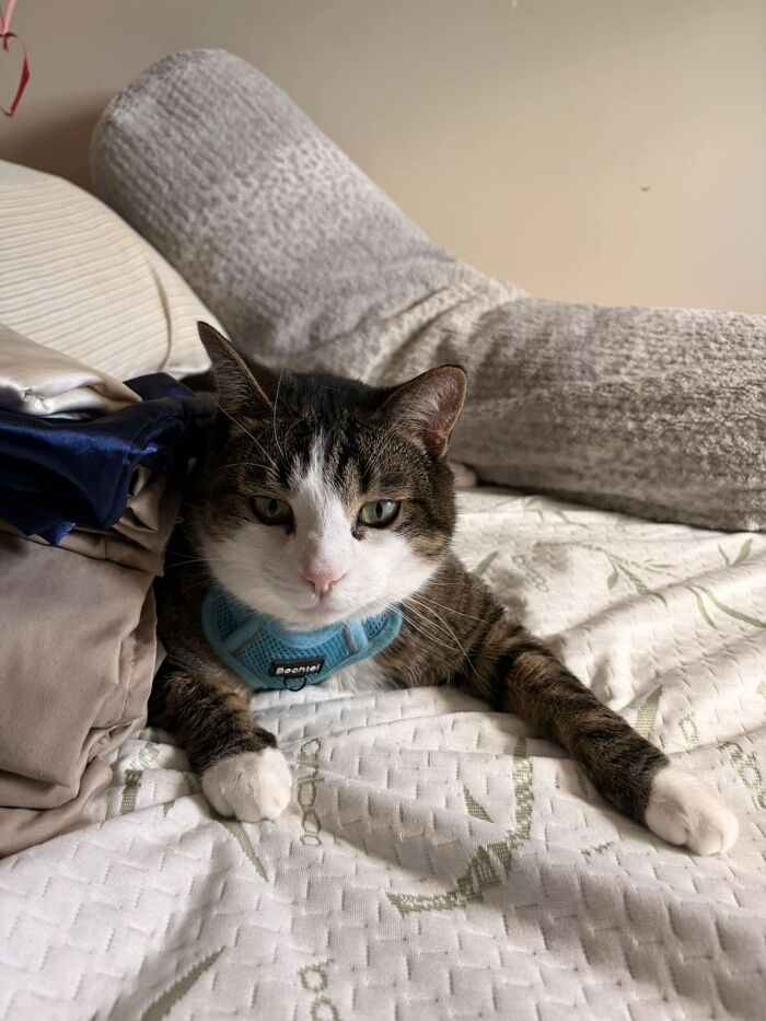 A brown tabby cat wearing a blue harness laying on a bed, part of a TikTok trend sharing life stories with pets.