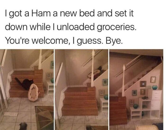 Funny cat memes showing a black cat playing on stairs with its new bed.