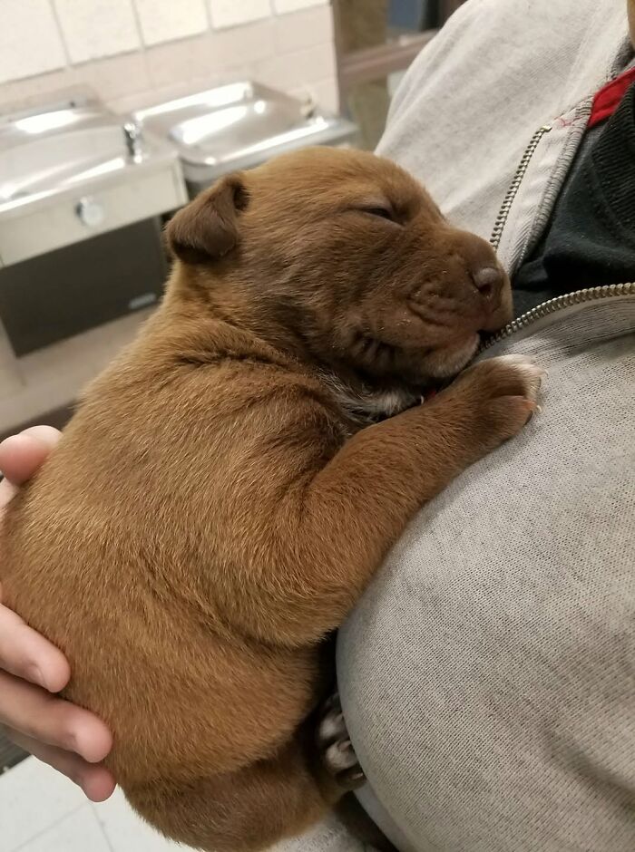 Small brown sleeping puppy curled up safely in someone's arms