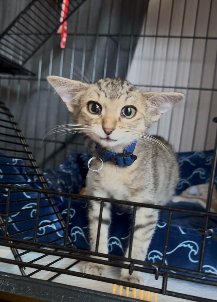 Herbie the kitten with an unusual face and large ears stands in his wire cage with a blue collar