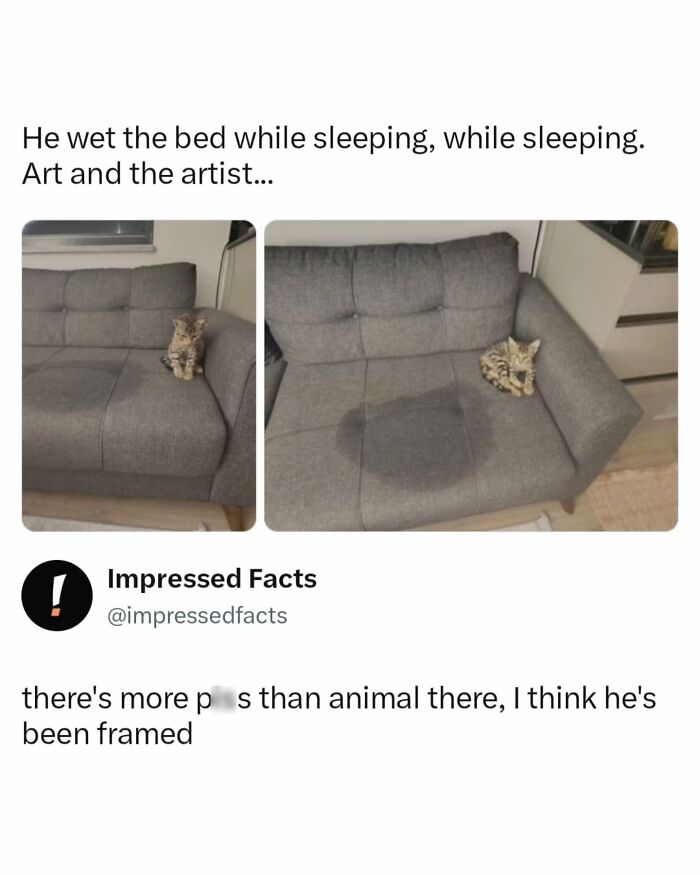 Amusing post about a small kitten next to a large wet spot on a gray couch, a relatable funny meme.