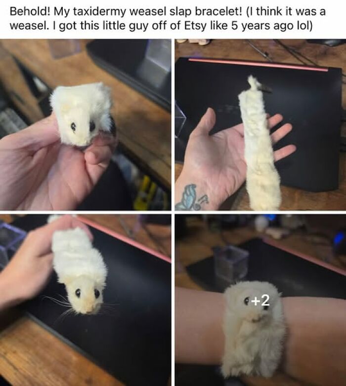 A bizarre taxidermy weasel slap bracelet craft