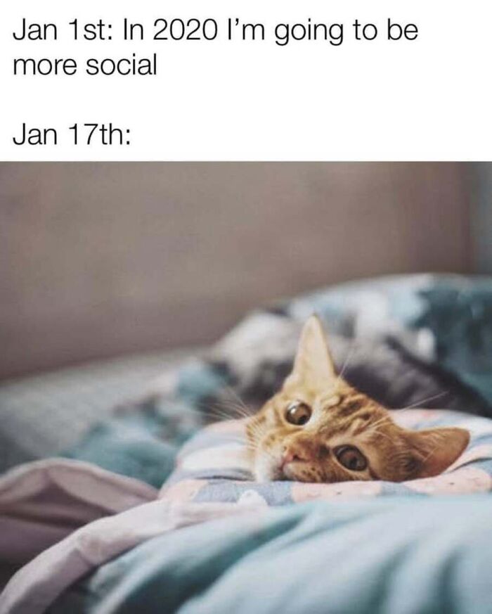 Cute cat memes depicting a cozy pet lying in bed avoiding social life.