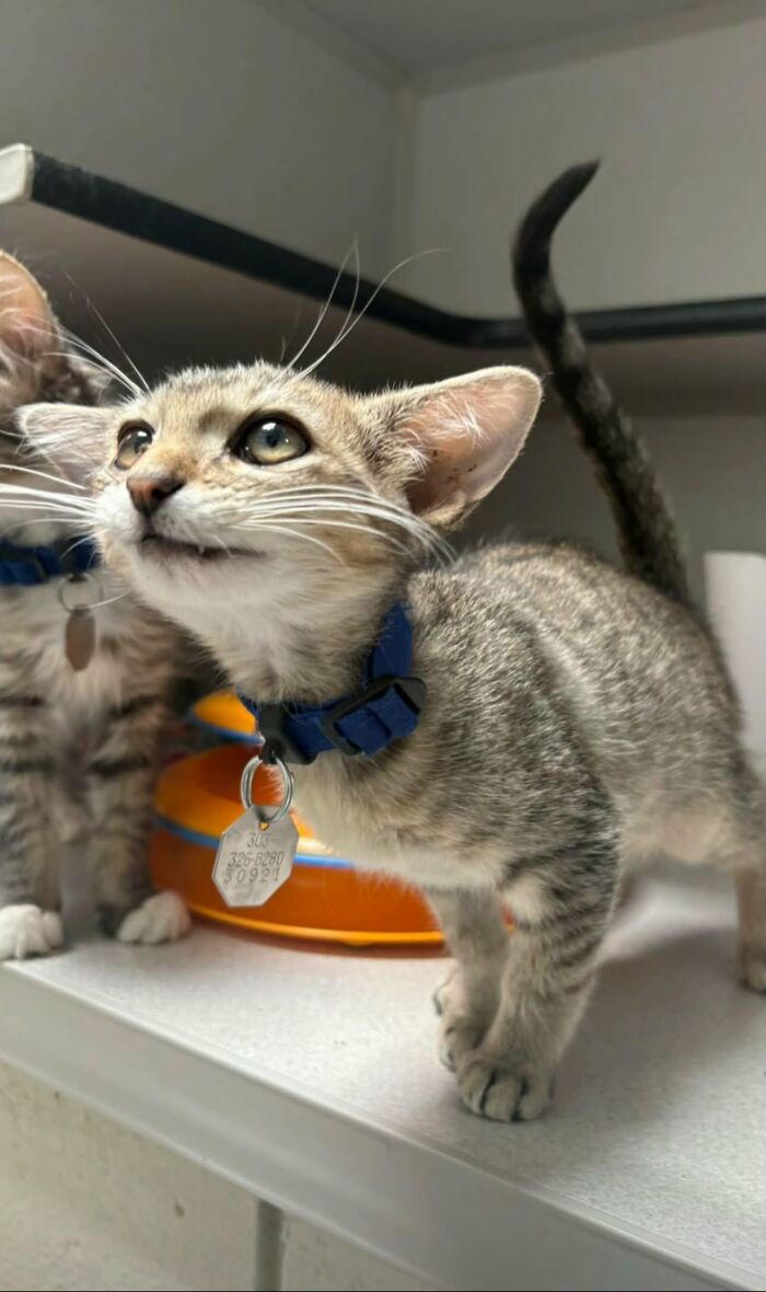 Herbie the kitten with an unusual face wearing a blue collar stands on a shelf looking up curiously