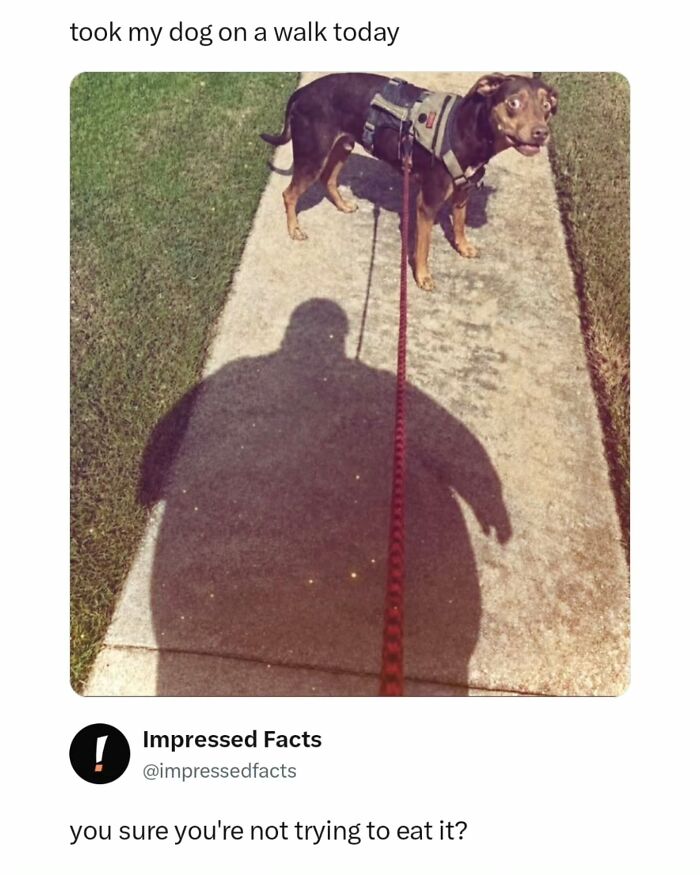 Funny meme of a surprised dog on a leash next to a large shadow