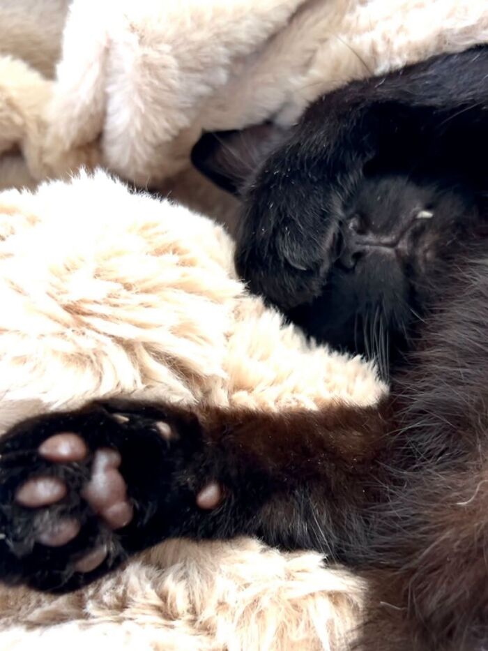 Adorable black cat sleeping comfortably in a fluffy white blanket