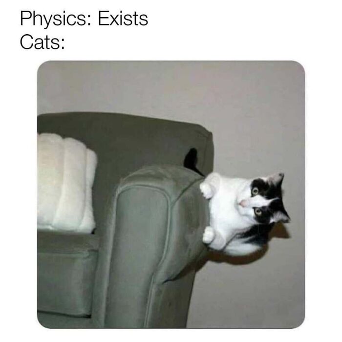 Humorous cat memes with a black and white cat defying physics by clinging sideways to a couch
