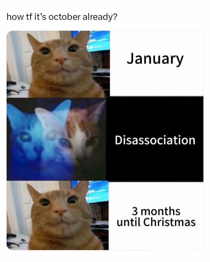 Meme featuring a cat showing disassociation over how fast the year went by, ideal for funny memes.