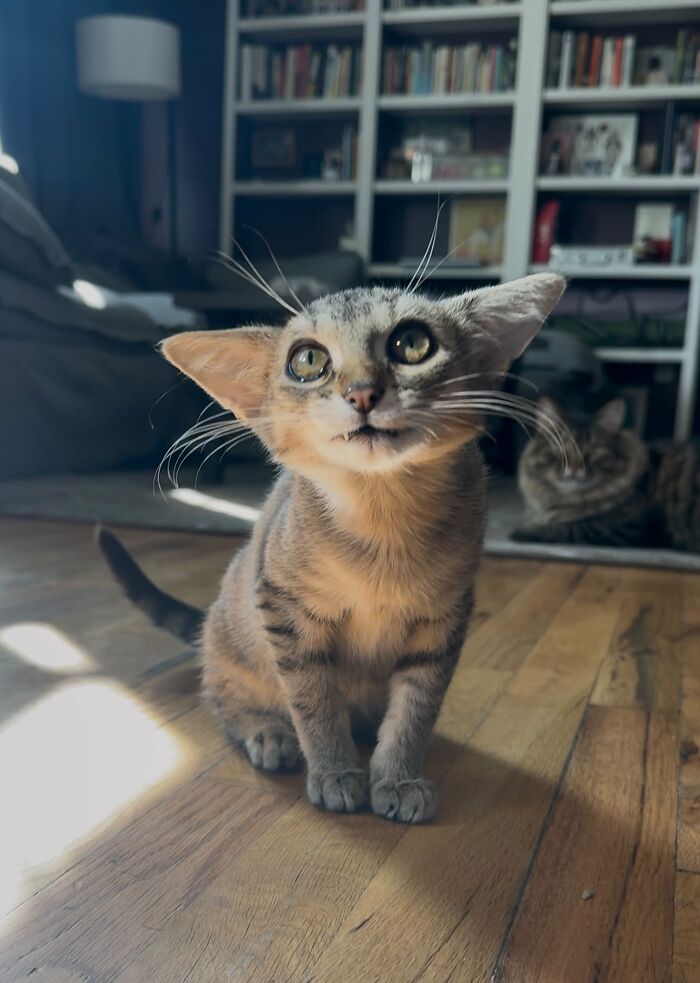 Herbie the kitten with an unusual face sitting on a wooden floor showing off his unique large ears
