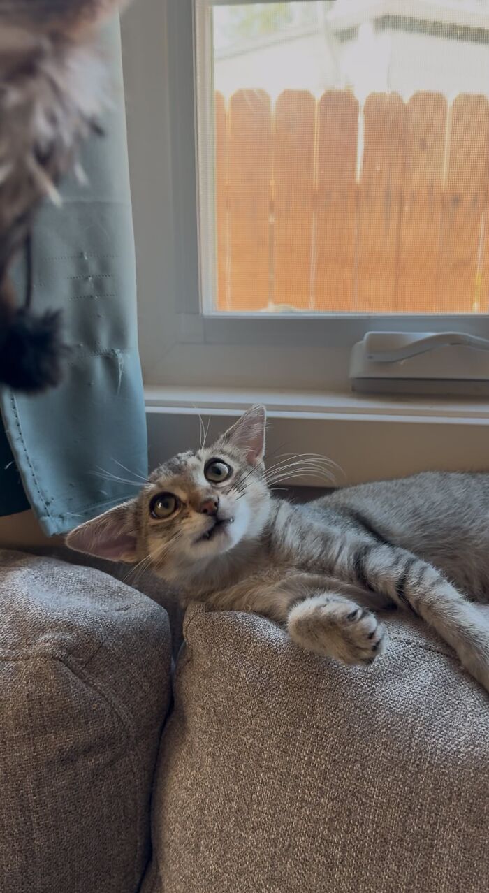 A grey tabby kitten showcasing Herbie&rsquo;s unusual face and big eyes while relaxing on a comfortable grey sofa cushion