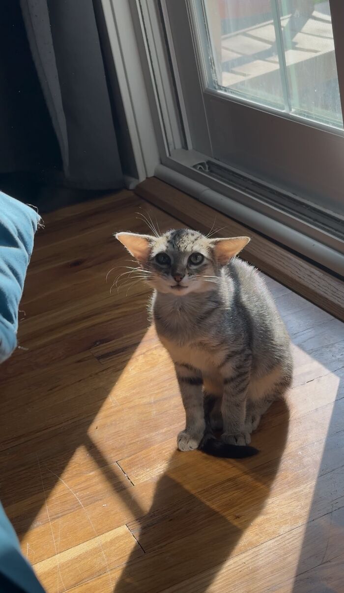 Herbie&rsquo;s unusual face is shown as the unique tabby kitten sits on a wooden floor in a beam of sunlight