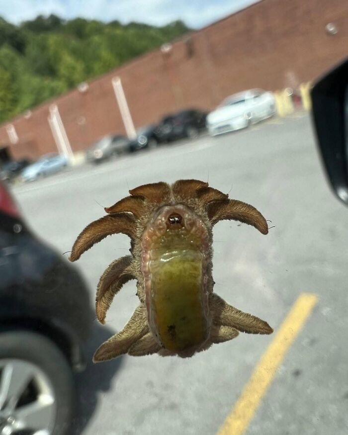 An interesting monkey slug caterpillar stuck to a car window in a parking lot.