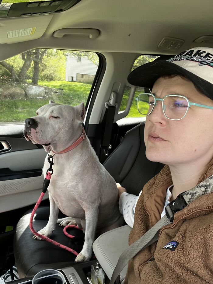 A serious person and their white pit bull riding in a car, highlighting how pets look like their owners.