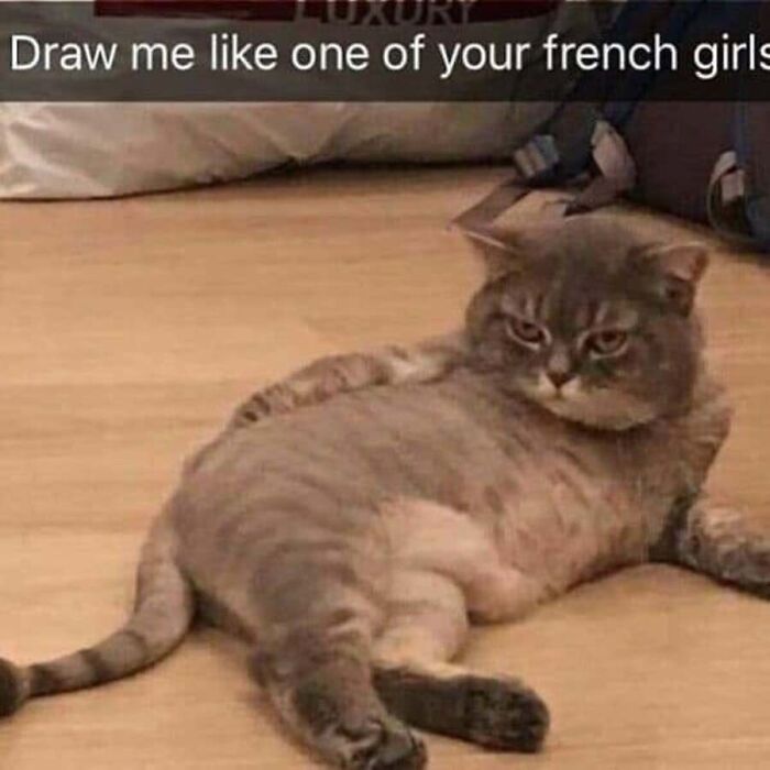 Cat reclining dramatically on the floor, posing for cat memes about hilarious feline expressions.