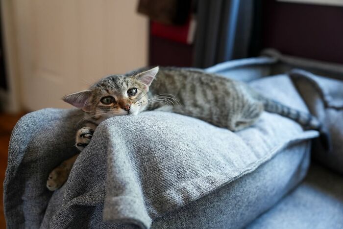 A tabby cat highlighting Herbie&rsquo;s unusual face as he lies down lazily on a cozy grey couch cushion