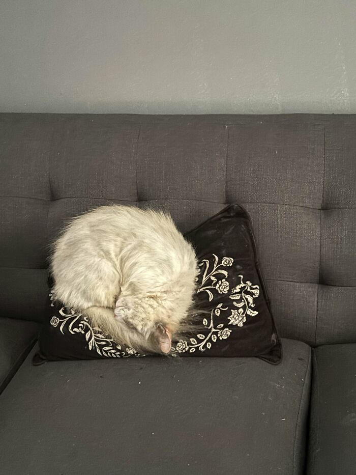 Channeling Her Inner Rollie Pollie