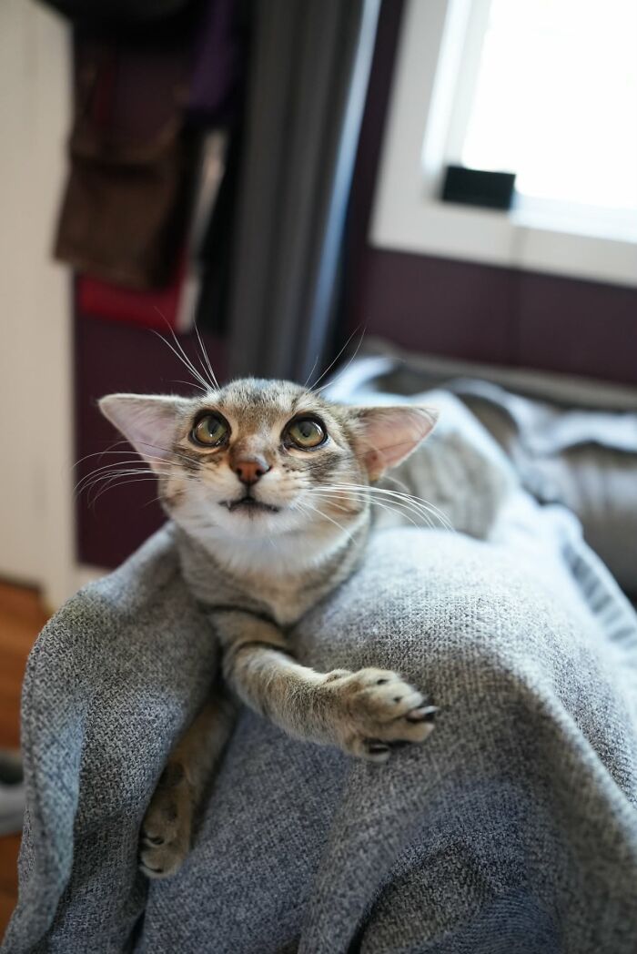 Close-up of Herbie&rsquo;s unusual face showing wide ears and expressive eyes as the tabby cat rests on a grey sofa armrest