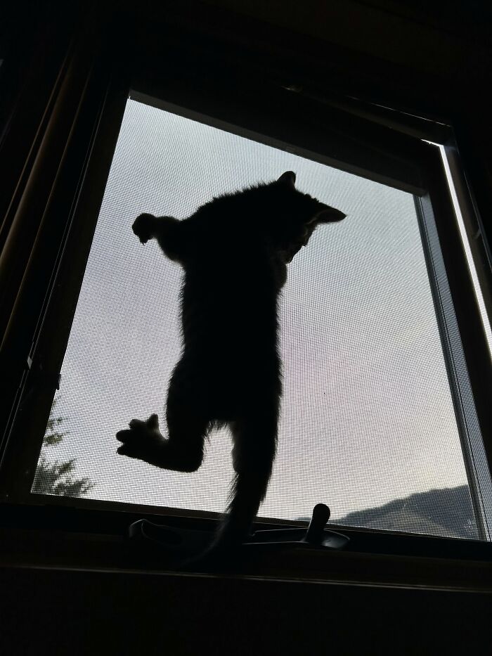Kamala Climbing The Screen