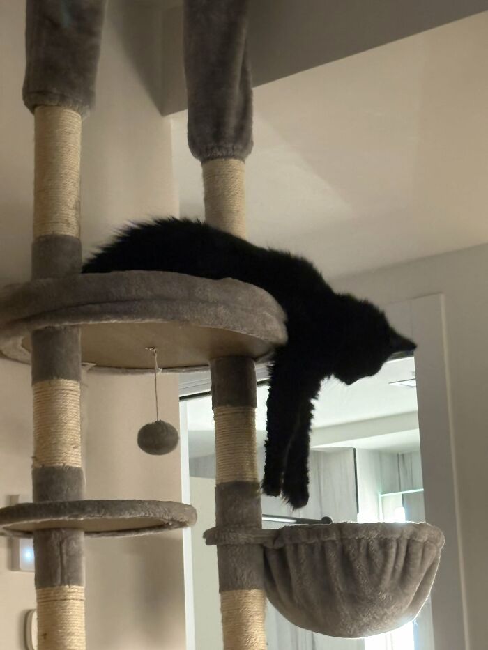 Nyx… It’s A Good Thing I Saved Her From The Street Because She Would Not Have Made It