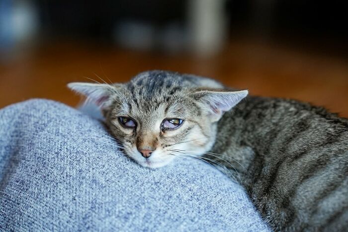 Herbie the cat with an unusual face rests his chin on a soft blue cushion looking sleepy