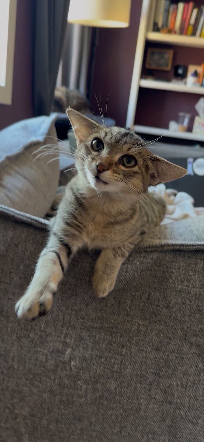 Herbie peeking over the edge of a sofa, displaying his unusual face with wide ears