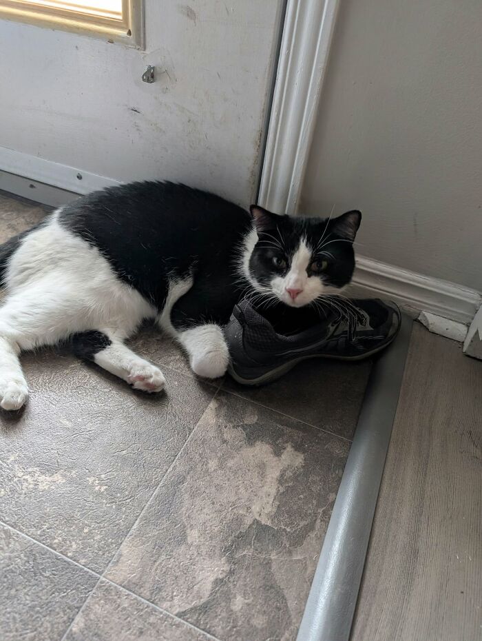 Mr Brue Snuggling A Friend's Shoe