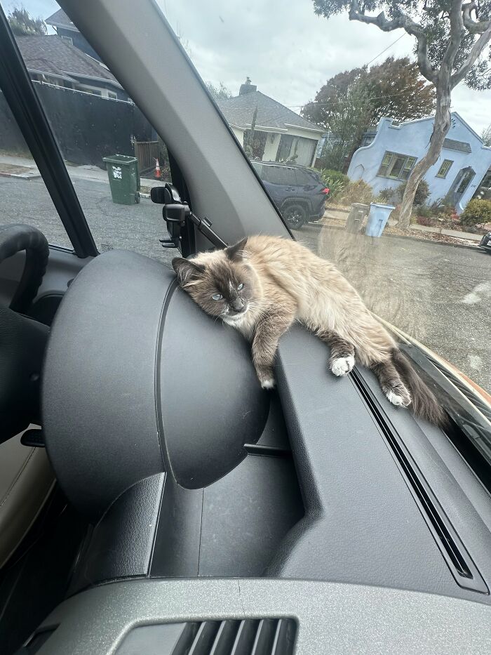 Fondue Benoit- Vanlife Cat