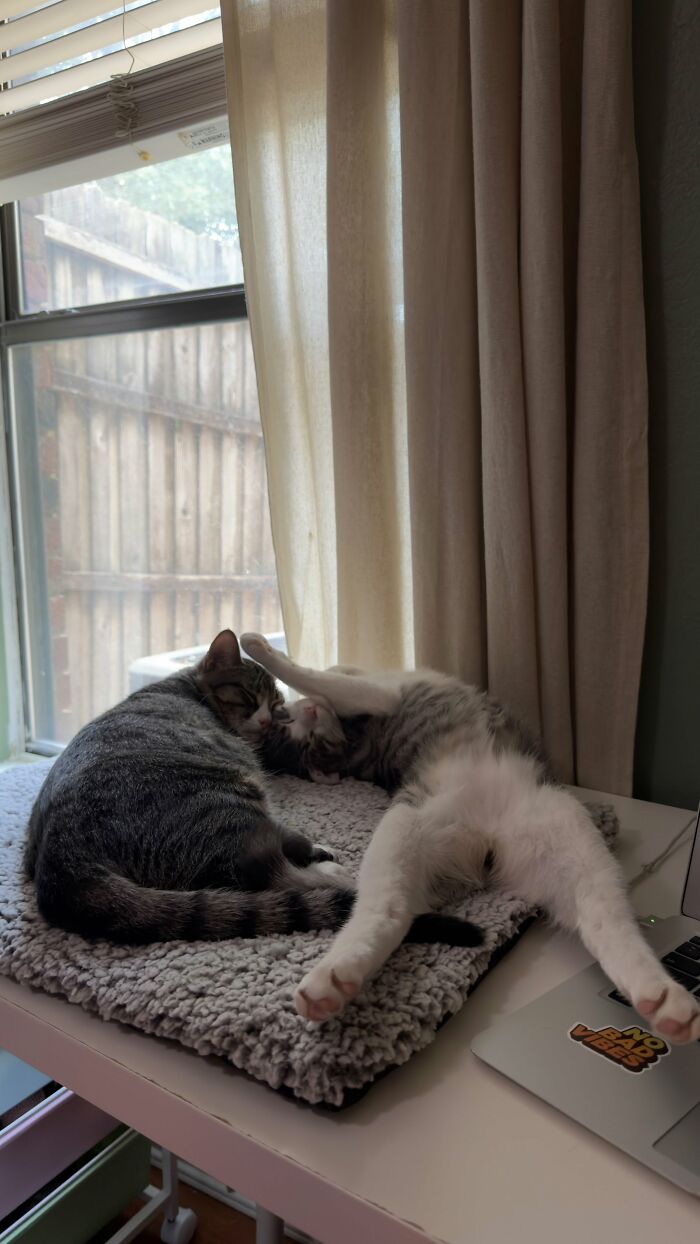 I Love These Little Weirdos