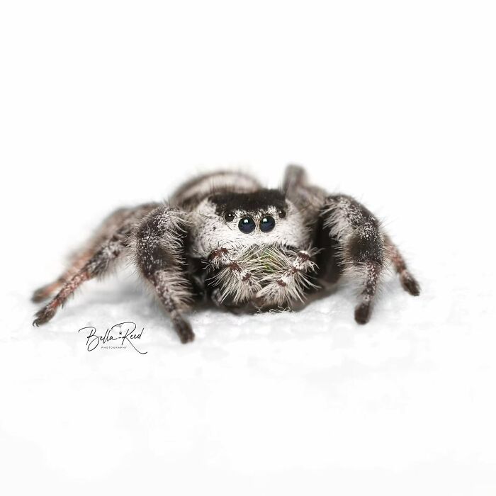 A close-up of a fuzzy, white and black jumping spider looking directly forward on a white background.