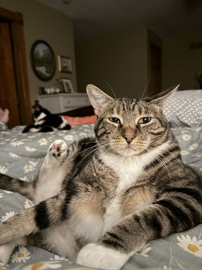 This Is Kitty Mittens