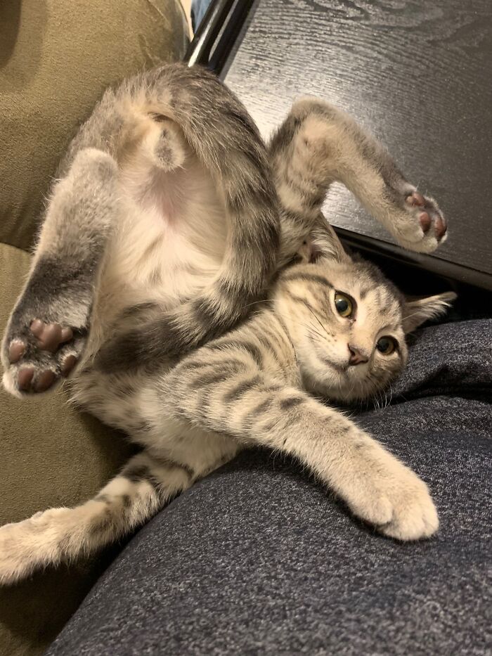 Sasha. No Clue What He Was Trying To Do 😂🤷🏼‍♀️