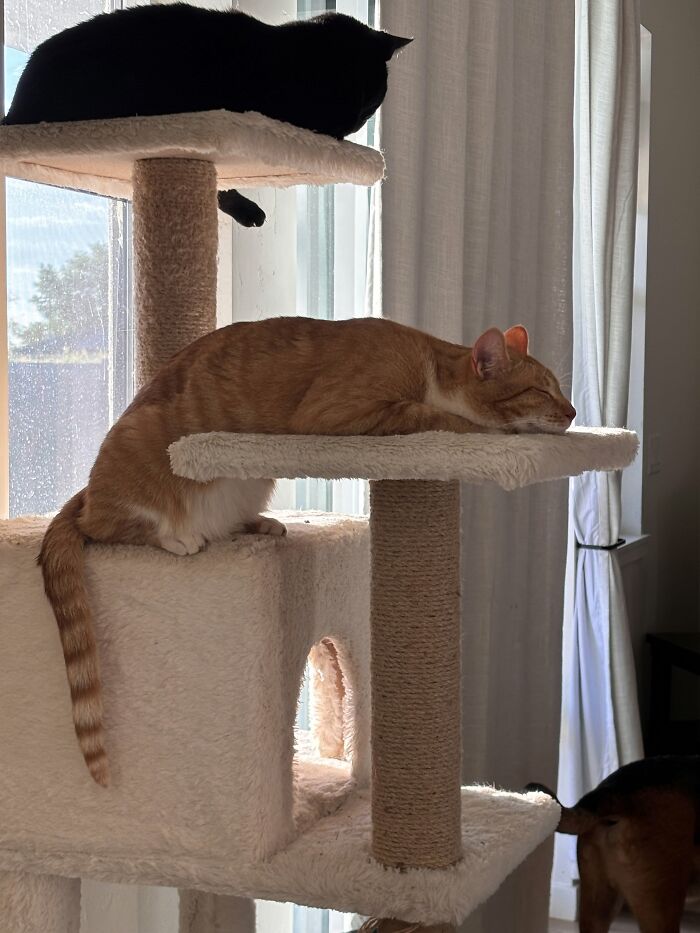 This Is Kevin. He’s Asleep