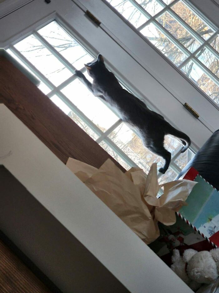 This Is My Cat Emmie. Shes Not Really In An Awkward Pose But I Definitely Did Not Expect Her To Climb The Window