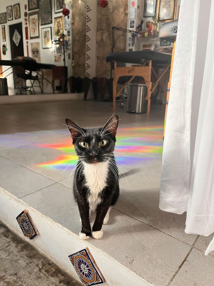 It’s My Friend Cat But I Took This Picture And It’s Sooo Cute 😍