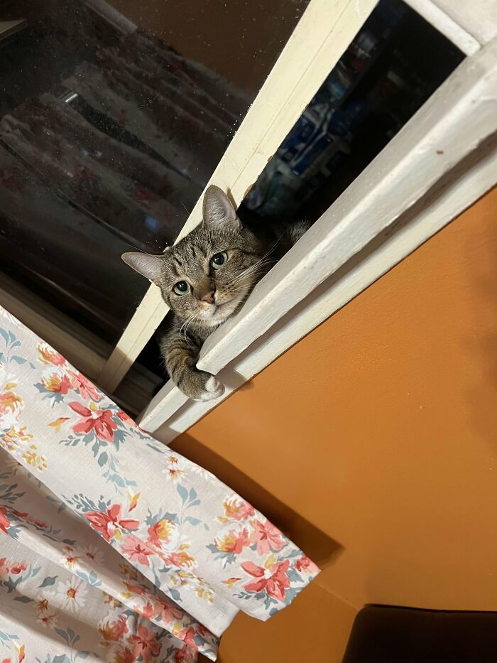 Shovels Likes Making Her Life Difficult Even Though There’s A Door Right Next To Her
