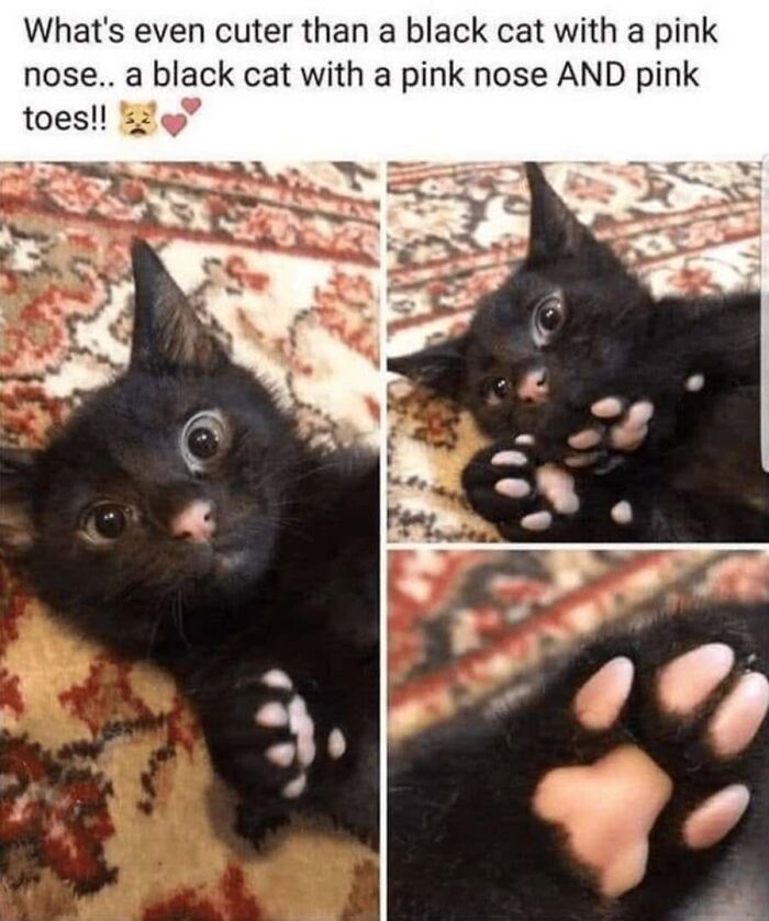 A black kitten with pink nose and toe beans showing feline expressions in a cute cat memes image.