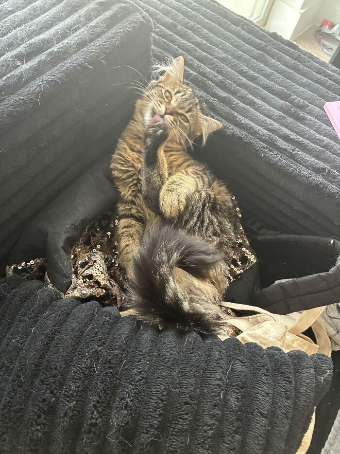 Here’s Tiger