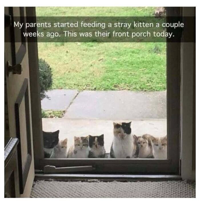 Cute cat memes with a group of hungry cats gathered outside a glass front door