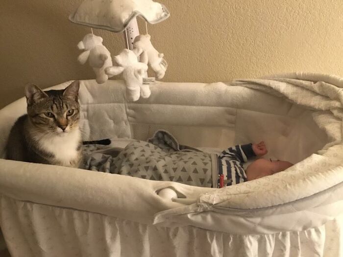 I Present “This Cat Is Nanny”