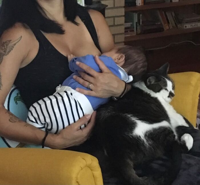 Sharing “Pets As The Newborn Village You Need" And Present You, Cat As Boppy Pillow