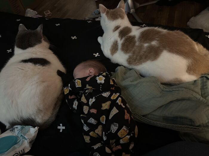 They’re Still His Bodyguards When He Needs Them But He’s Finally Bigger Than Them Now At 5 Months Old 🥲