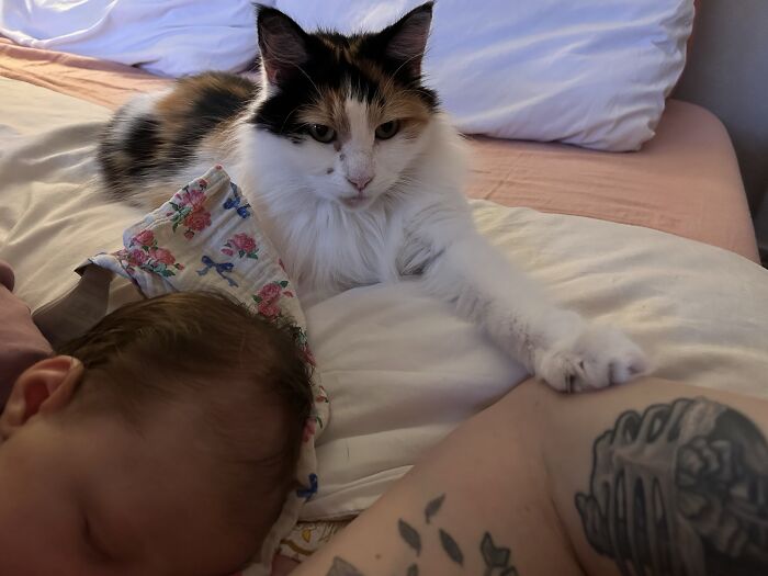 This Is Her Third Human Baby, She’s Locked In