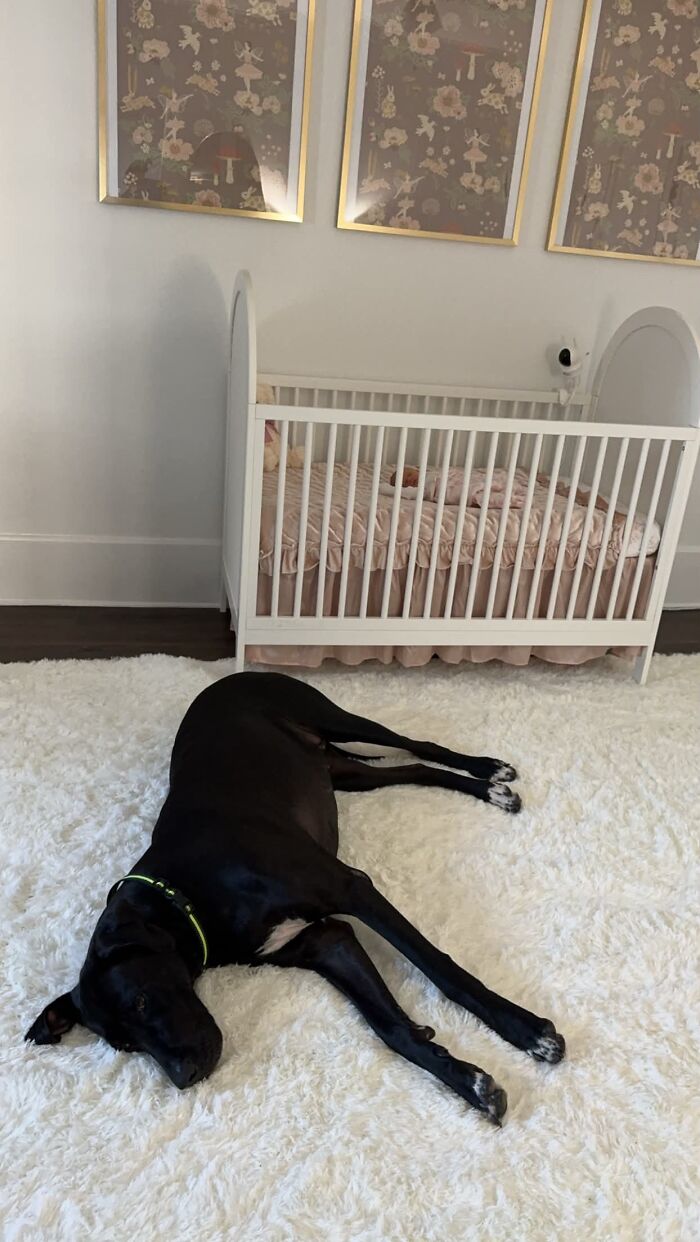Personal Bodyguard