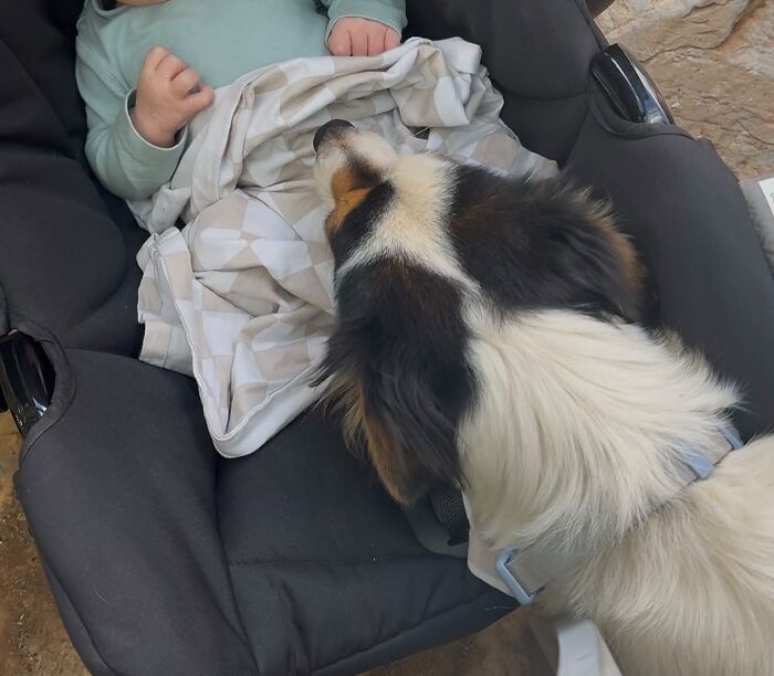 My Girl Always Sitting With Him Whenever I Have Him In The Carrier 🥹