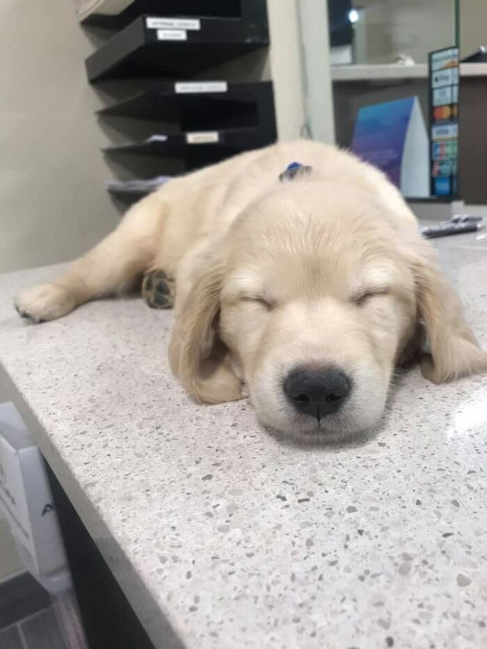 Golden retriever sleeping puppy resting peacefully on a counter