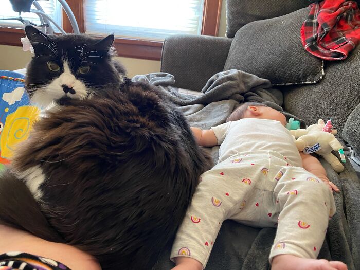 My Tuxedo Girl Neville Was Like This With Both Of My Babies