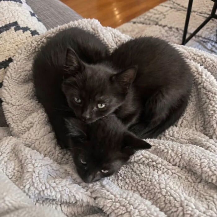 Two adorable black cat kittens snuggled together on a cozy blanket