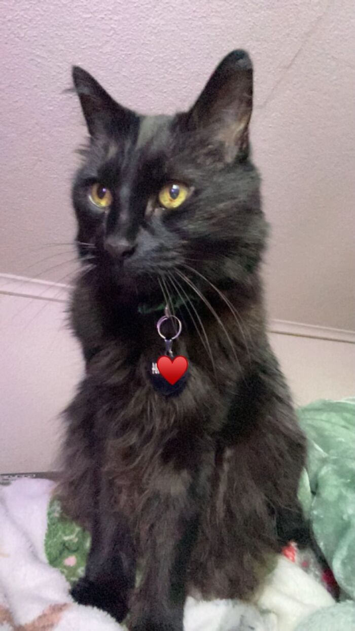 A fluffy black cat wearing a heart shaped tag, illustrating the TikTok trend of life stories with pets.